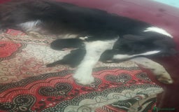 Border Collie cani in vendita: Border collie  a Provincia di Pisa - Immagine 4