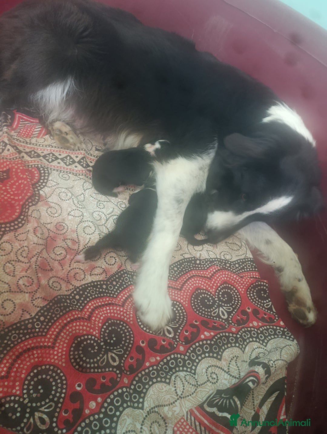 Border Collie cani in vendita: Border collie  a Provincia di Pisa - Immagine 4