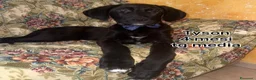 Meticcio cani in regalo: CUCCIOLI ABBANDONATI: EMERGENZA  a Città metropolitana di Milano - Annuncio 11