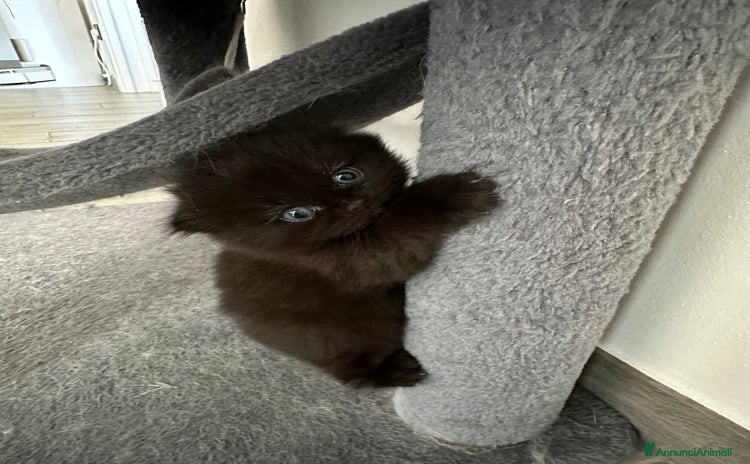 Scottish gatti a Provincia di Padova - Annuncio 18