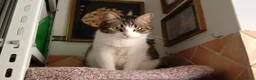 Meticcio gatti in regalo: Gattini - Annuncio 2