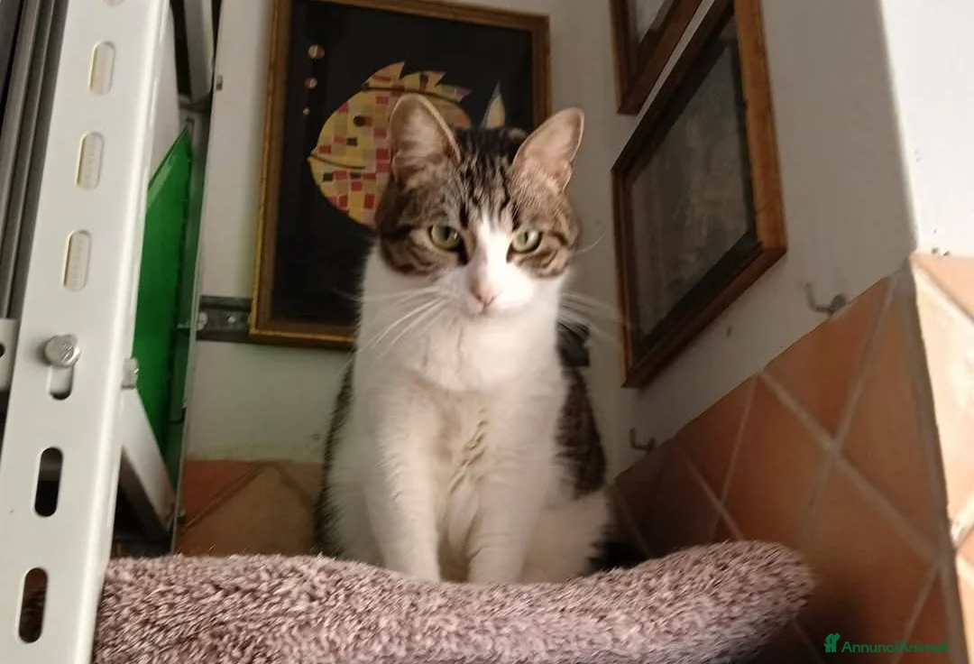 Meticcio gatti in regalo: Gattini - Annuncio 2