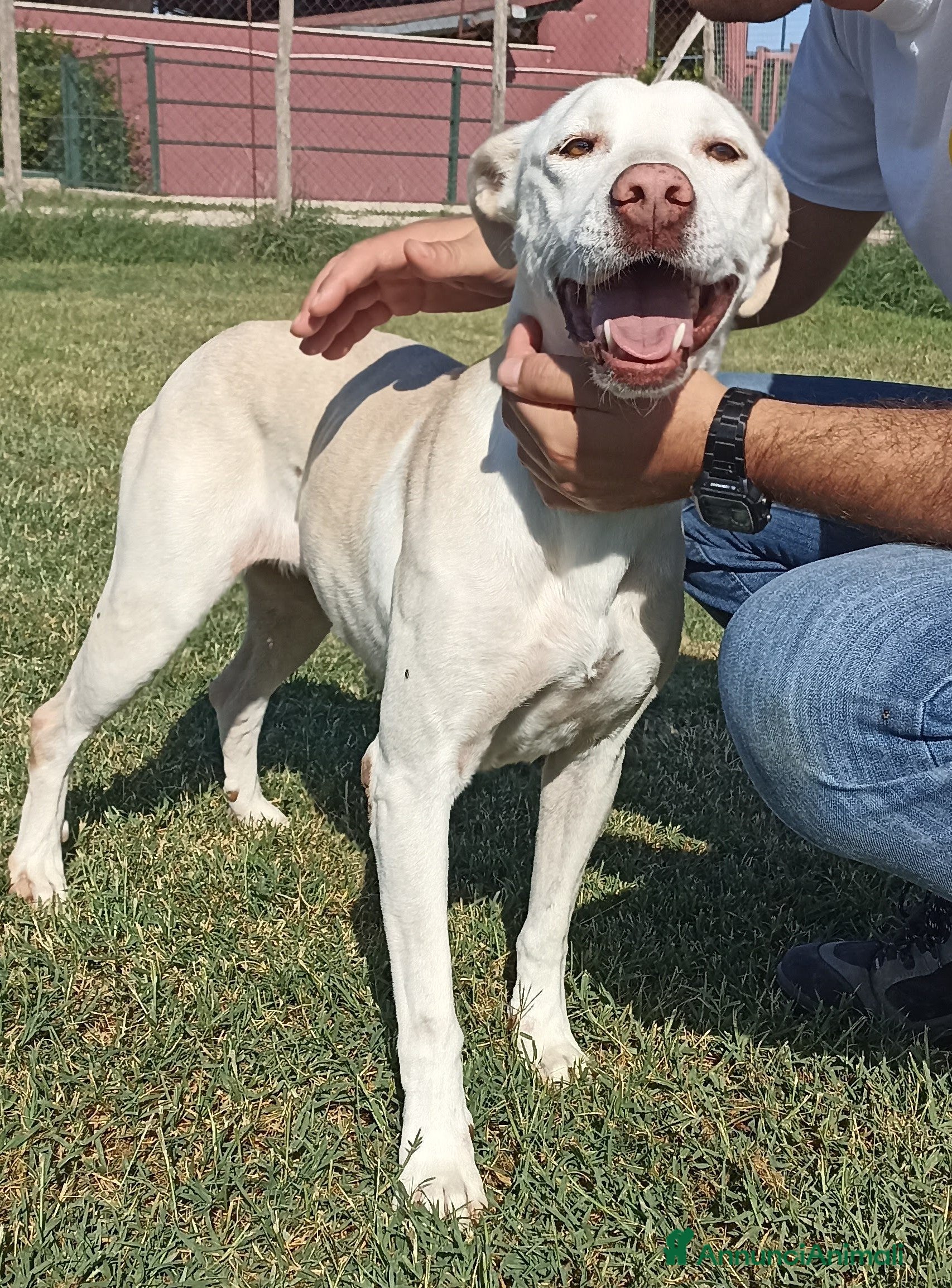Meticcio cani Ursula, splendida meticcia in adozione a Provincia di Latina - Annuncio 23