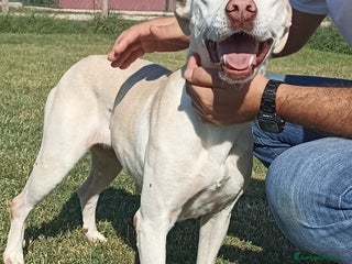 Meticcio cani Ursula, splendida meticcia in adozione a Provincia di Latina - Annuncio 38