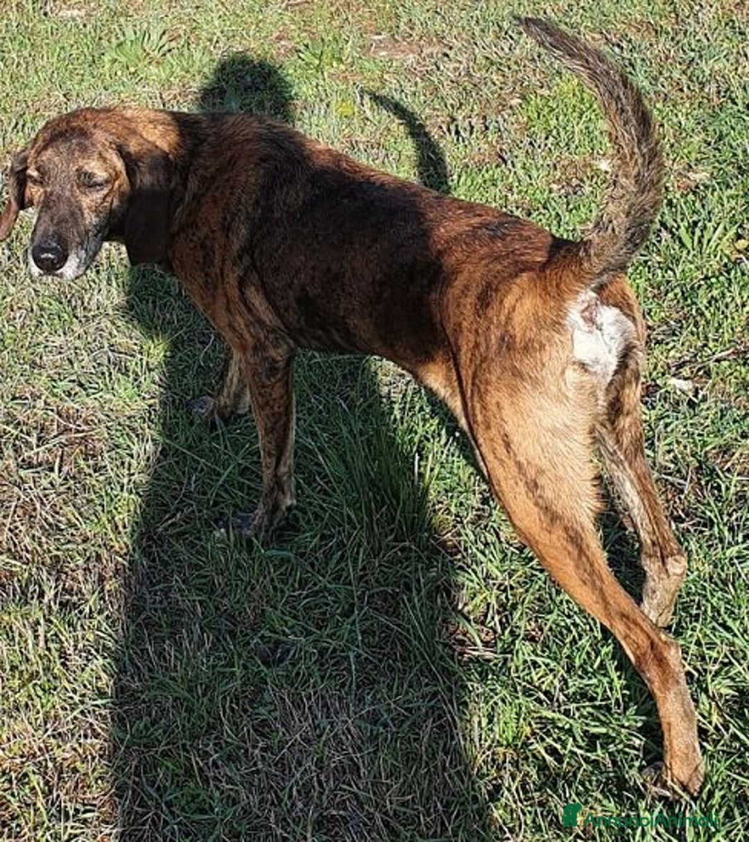 Segugio cani in regalo: NICK tranquillo e socievole - Annuncio 5