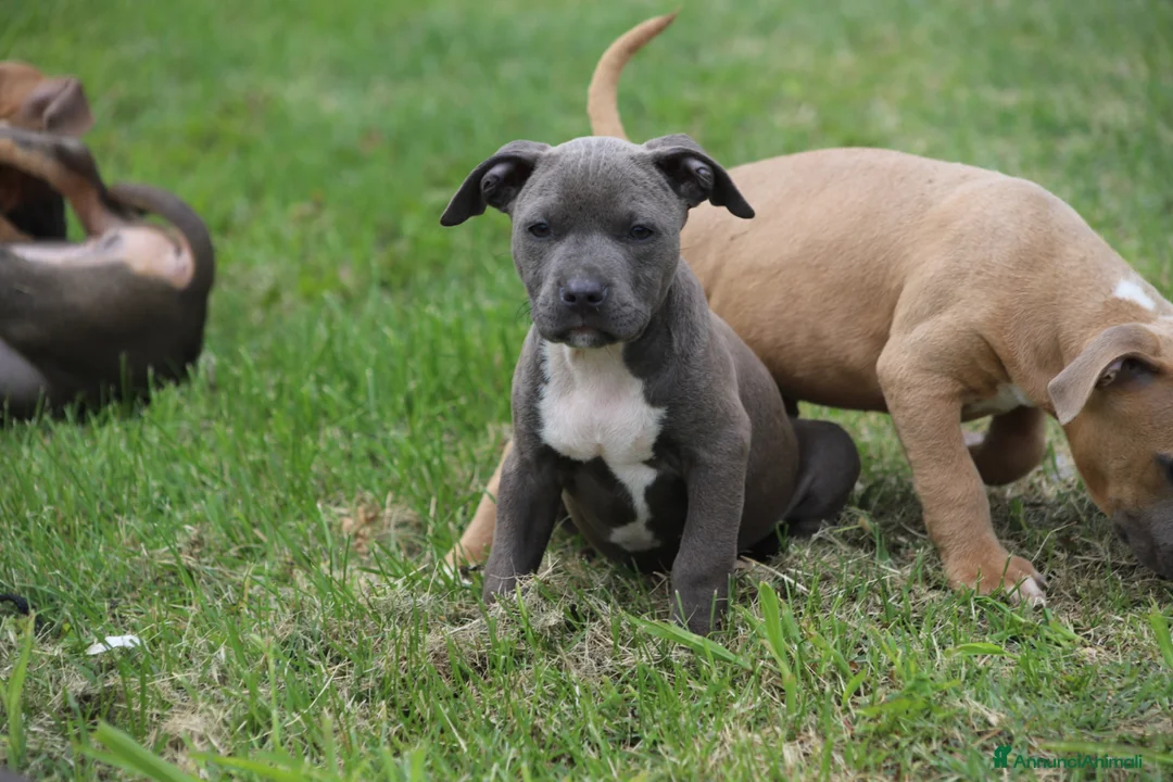 Pitbull cani in vendita: Cuccioli Pit Bull pronta consegna anche a rate - Annuncio 39