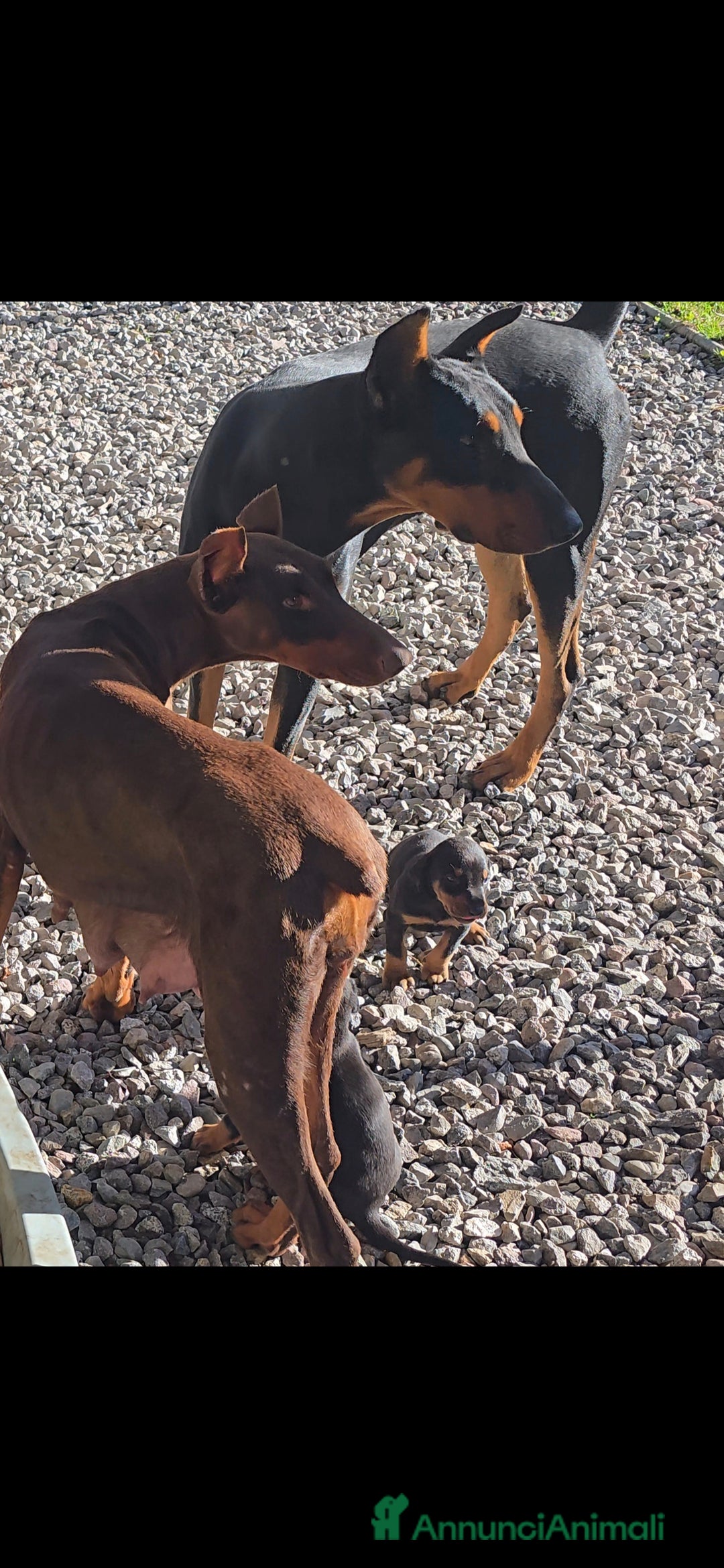 Dobermann cani in vendita: Cucciolo di dobermann - Annuncio 8