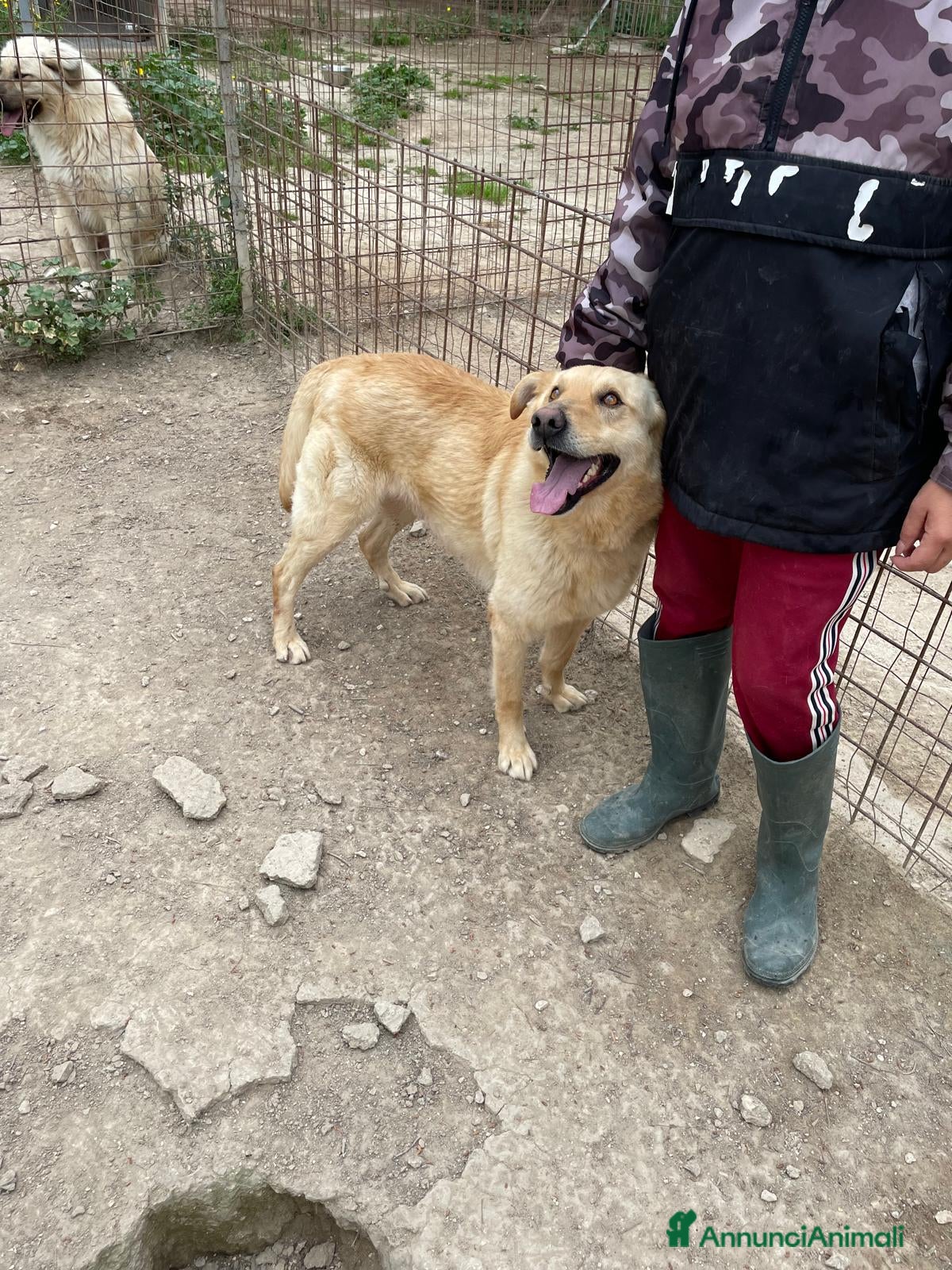 Meticcio cani SIMBA bel giovanotto  a Città Metropolitana di Venezia - Annuncio 2