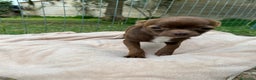 Chihuahua cani in vendita: Chihuahua maschio con pedigree Enci - Annuncio 9