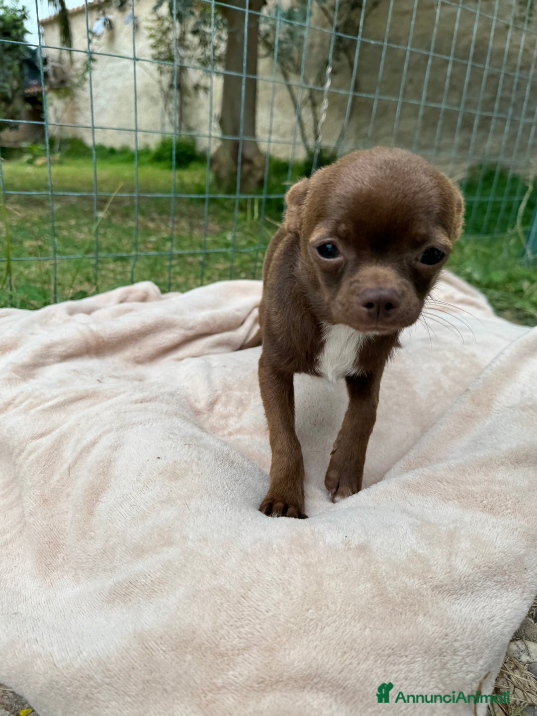 Chihuahua cani in vendita: Chihuahua maschio con pedigree Enci - Annuncio 9