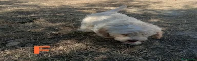Lagotto 5