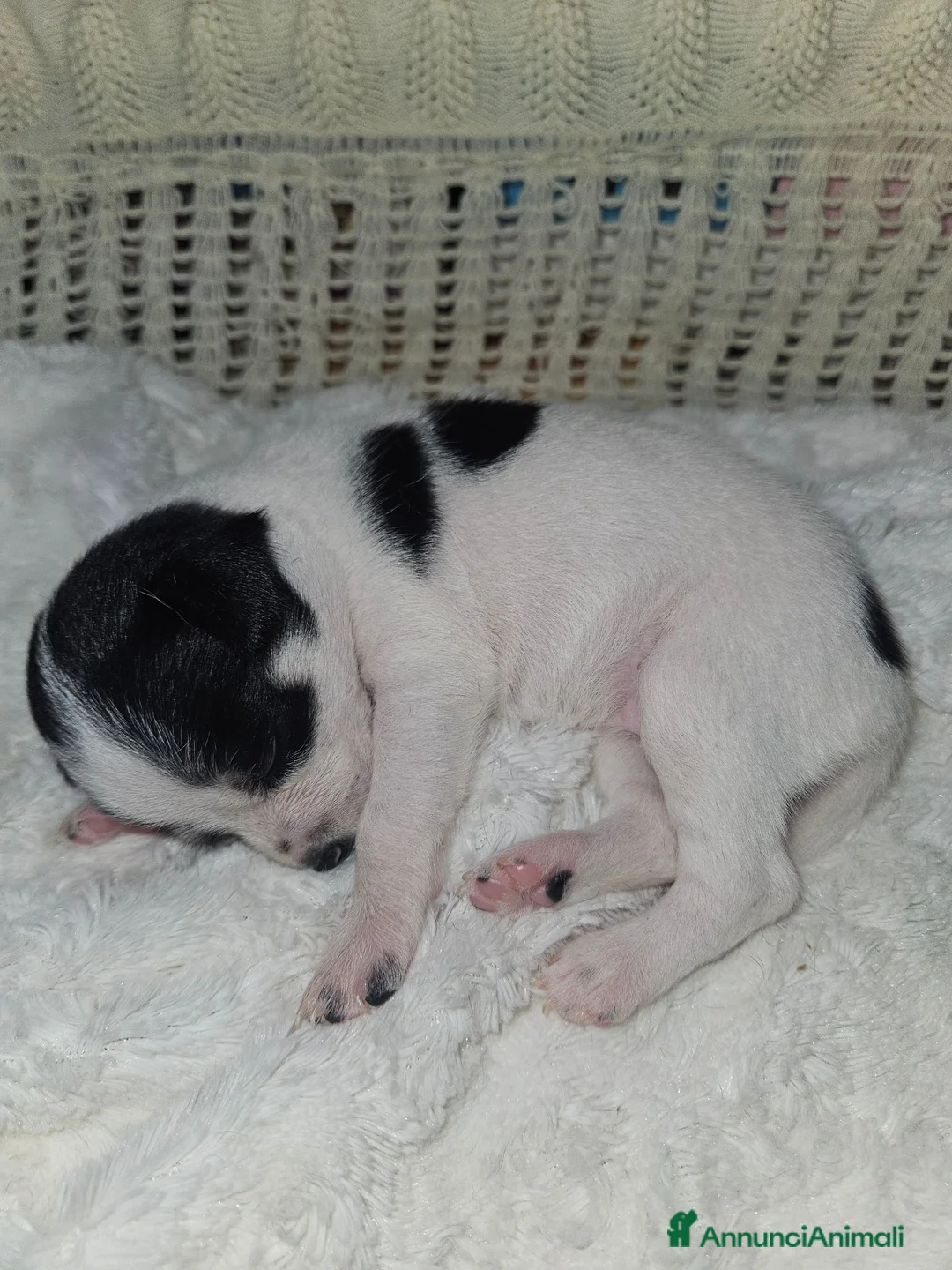 Chihuahua cani in vendita: Chihuahua toy  - Annuncio 21