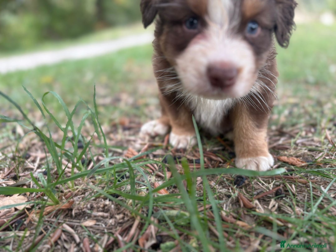 Australian Shepherd cani in vendita: Cuccioli di pastore australiano con pedigree  - Annuncio 3