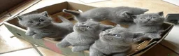 British gatti in vendita: British shorthair cuccioli a Provincia di Como - Annuncio 2