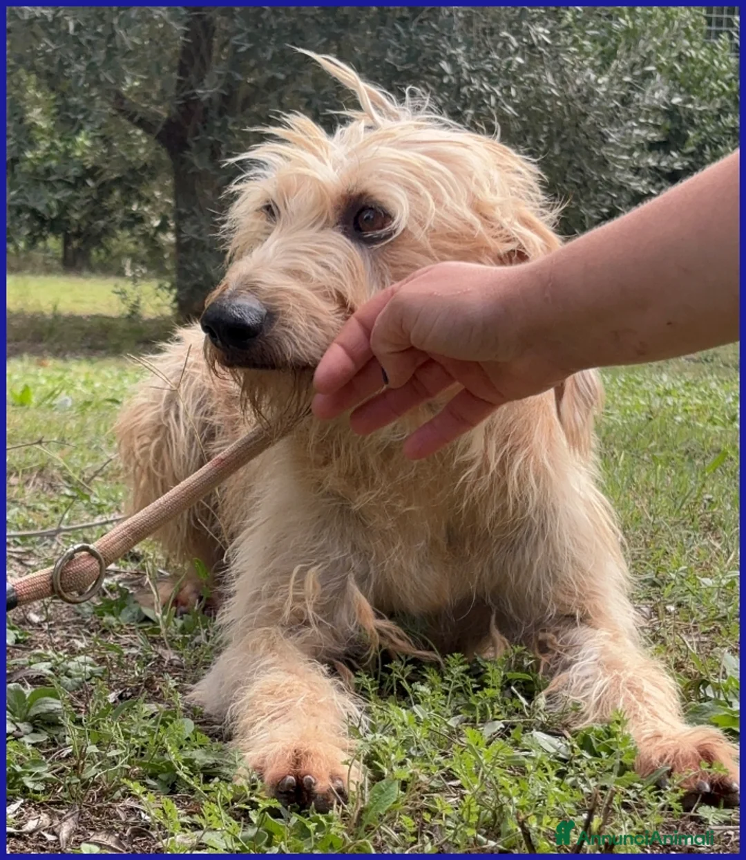 Spinone cani in regalo: GIACOMO, 4 ANNI, E' PRONTO PER UNA FAMIGLIA TUTTA  - Annuncio 10