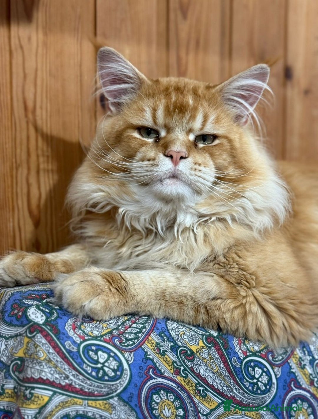 Maine Coon gatti in vendita: Maine Coon  - Annuncio 2