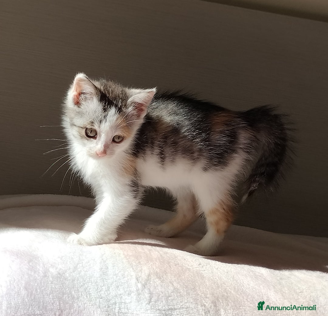 Europeo gatti in regalo: Simpatica micina tricolore - Annuncio 1