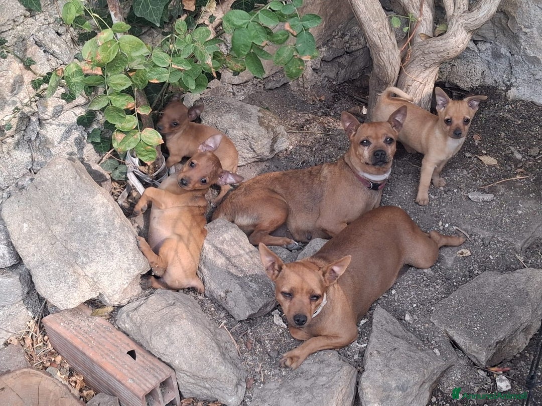 Pinscher Miniatura cani in vendita: Pinscher nano  - Annuncio 3