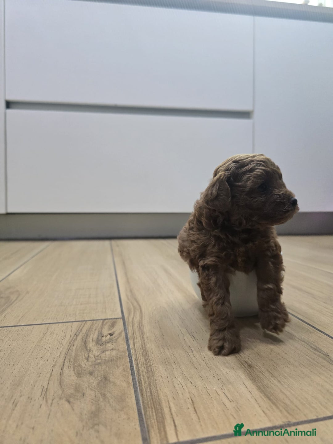 Barboncino Toy cani in vendita: Cucciolo barboncino red toy minitoy  - Annuncio 7