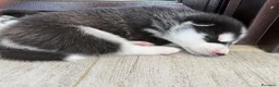 Husky cani in vendita: Cuccioli di husky  - Annuncio 3