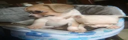 Chihuahua cani in vendita: Chihuahua - Annuncio 4