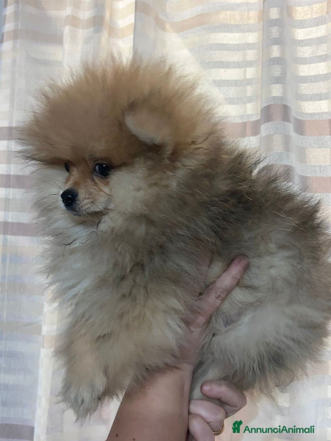 Volpino Pomerania cani in vendita: Cucciolo di pomerania  - Annuncio 4