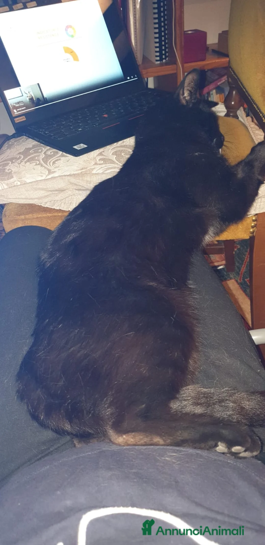 Certosino gatti in regalo: Grigia meravigliosa - Annuncio 2