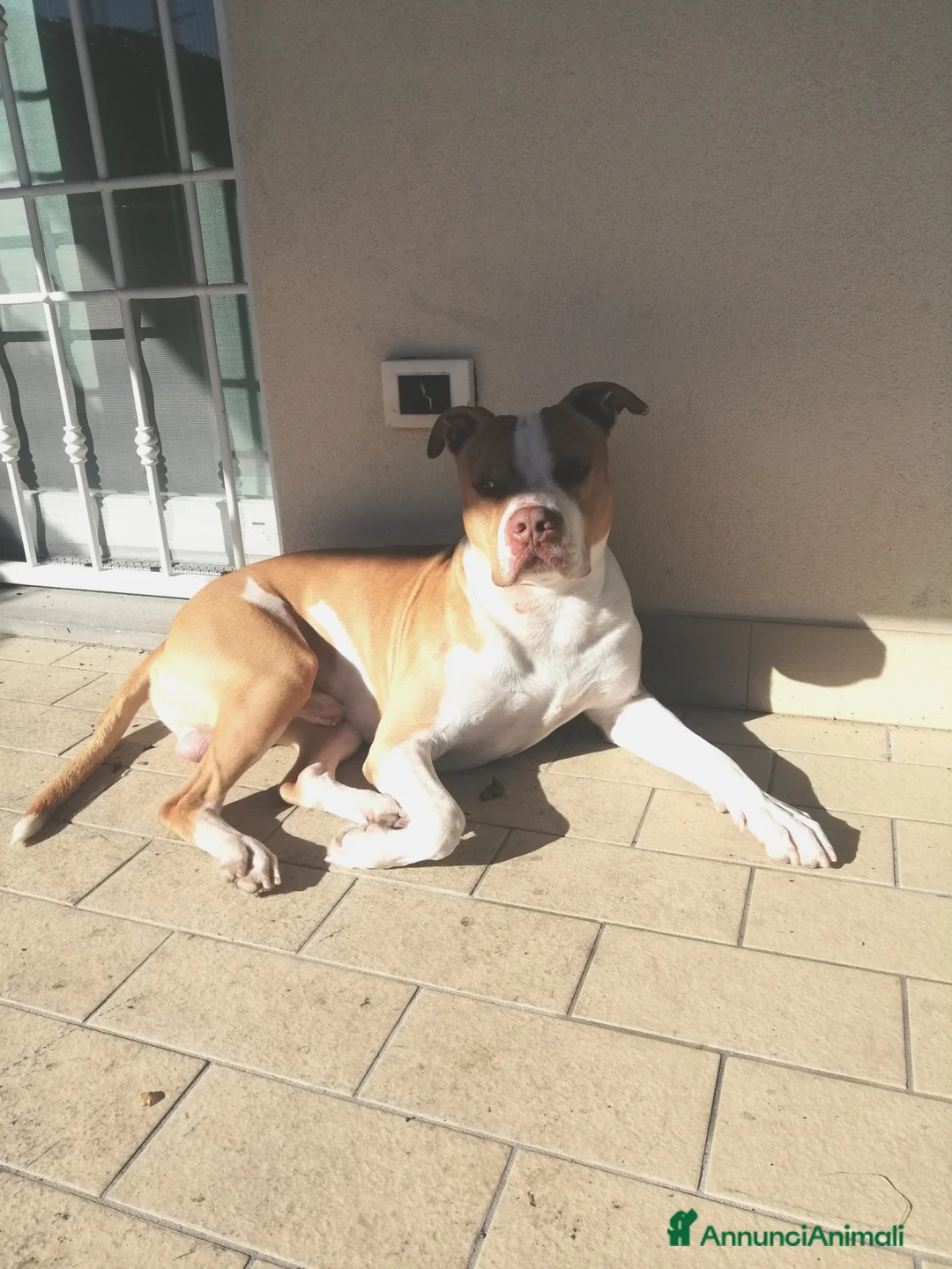 Pitbull cani per accoppiamento: Pitbull ADBA per monta a Città Metropolitana di Bologna - Annuncio 6