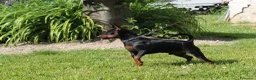Pinscher Miniatura cani in vendita: Pinscher nano  - Annuncio 36