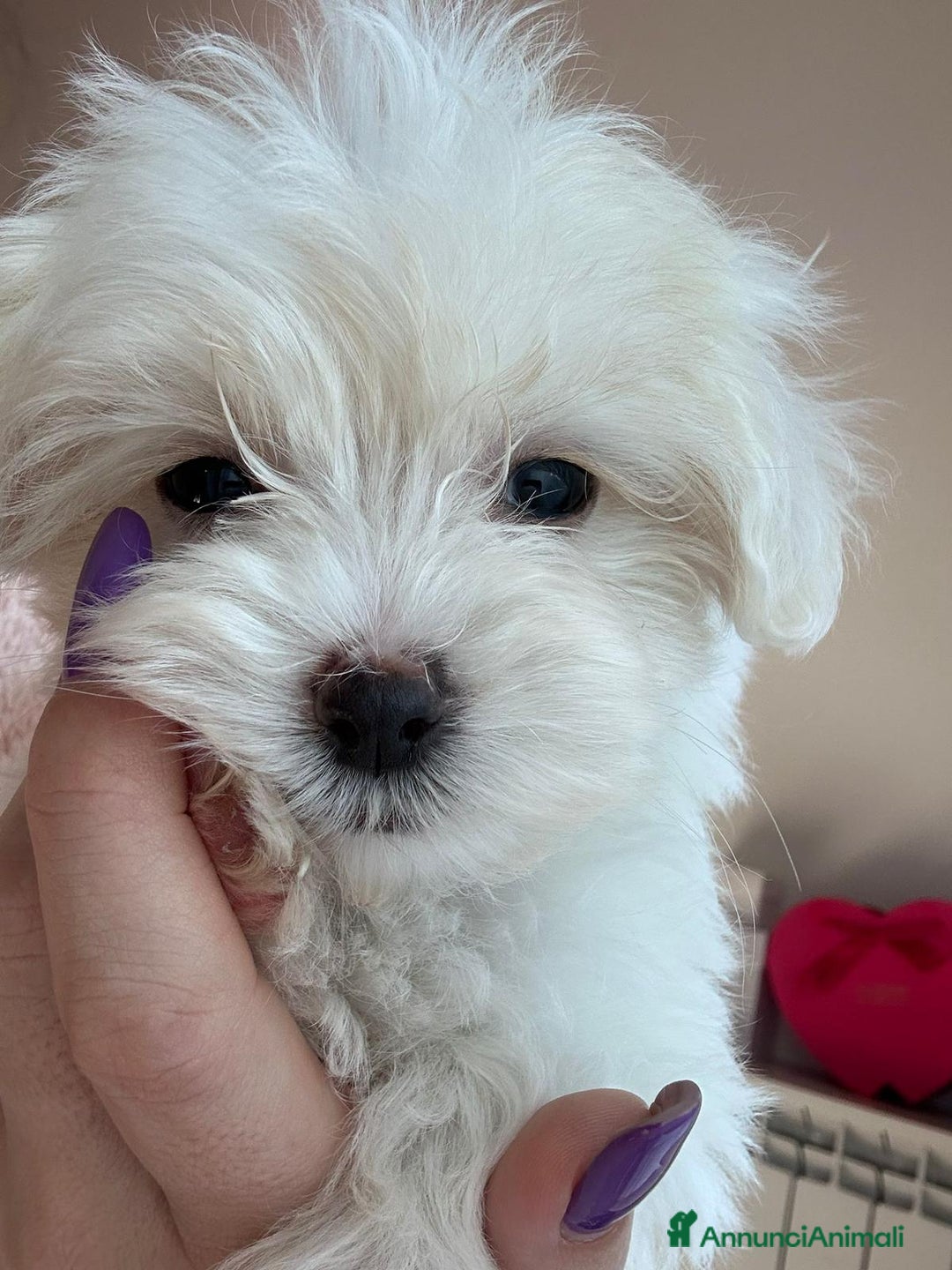 Maltese cani in vendita: Cuccioli di maltese  a Città metropolitana di Milano - Immagine 10