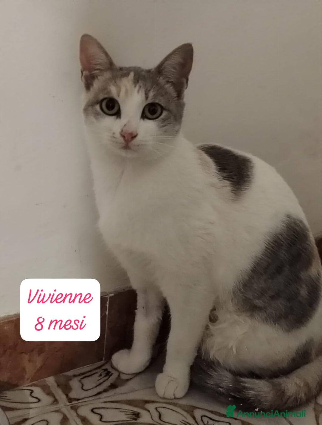 Altre razze gatti in regalo: Famiglie cercasi urgentemente x questi mici - Annuncio 7