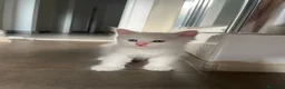 Siberiano gatti in vendita: Gattini Siberiani disponibili ad agosto a Città Metropolitana di Bologna - Annuncio 5