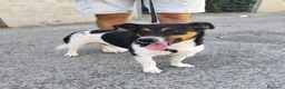 Meticcio cani in regalo: BOBBY mix jack Russell 3 anni - Annuncio 3