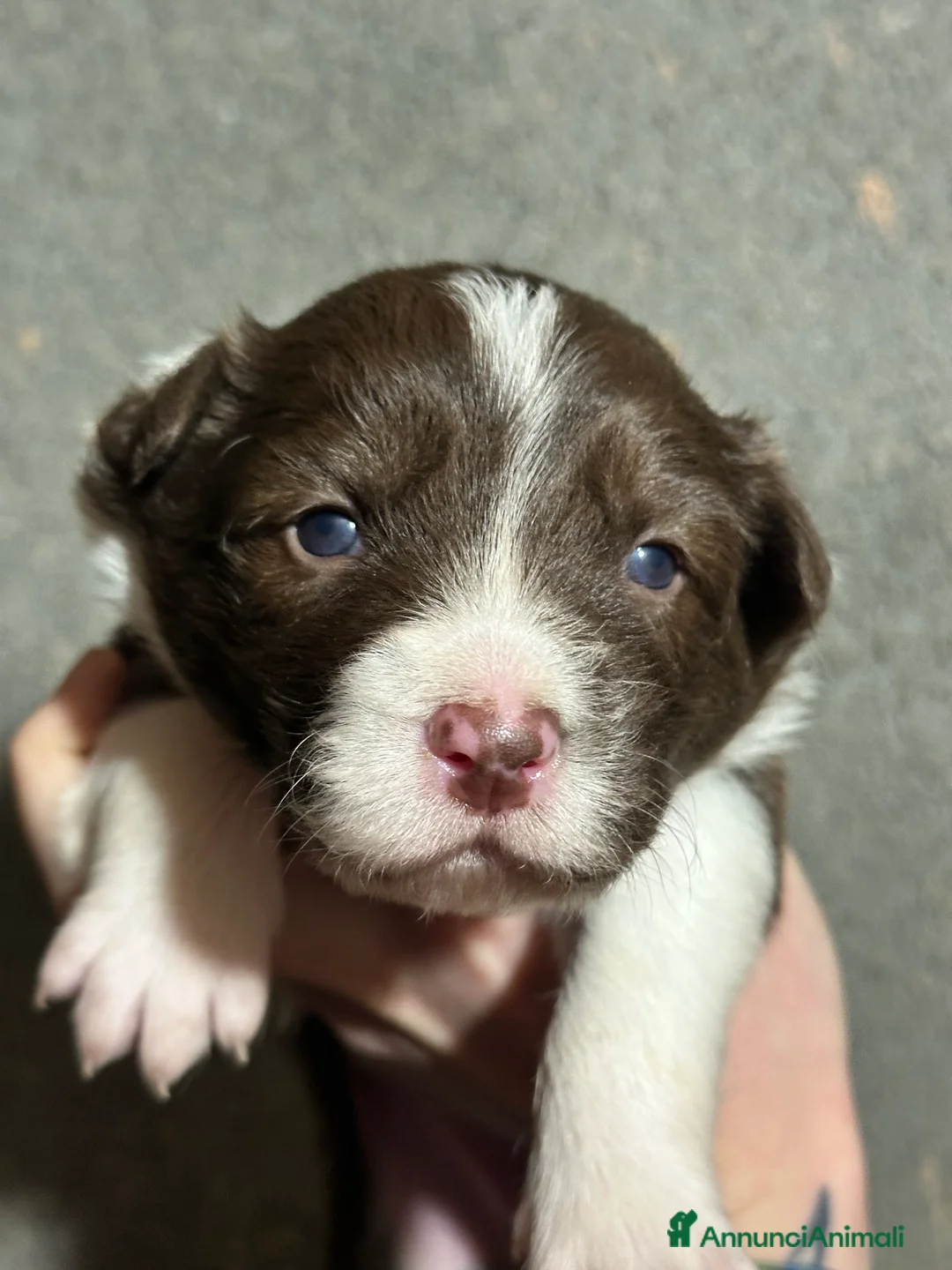 Border Collie cani in vendita: Cuccioli border collie - Annuncio 7