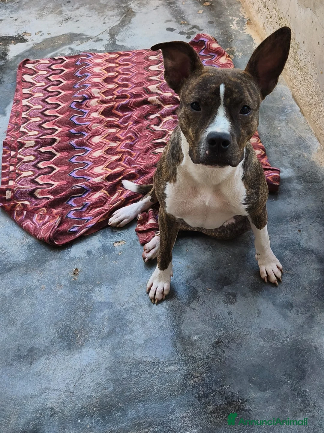 Altre razze cani in regalo: Bellissima amstaff cerca casa - Annuncio 1