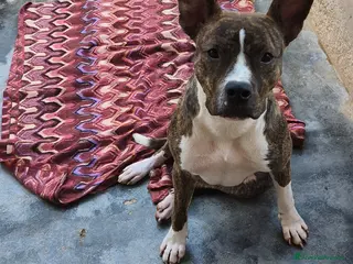 Altre razze cani Bellissima amstaff cerca casa - Annuncio 11