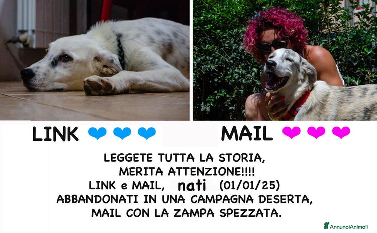 Altre razze cani a Provincia di Bergamo - Annuncio 10