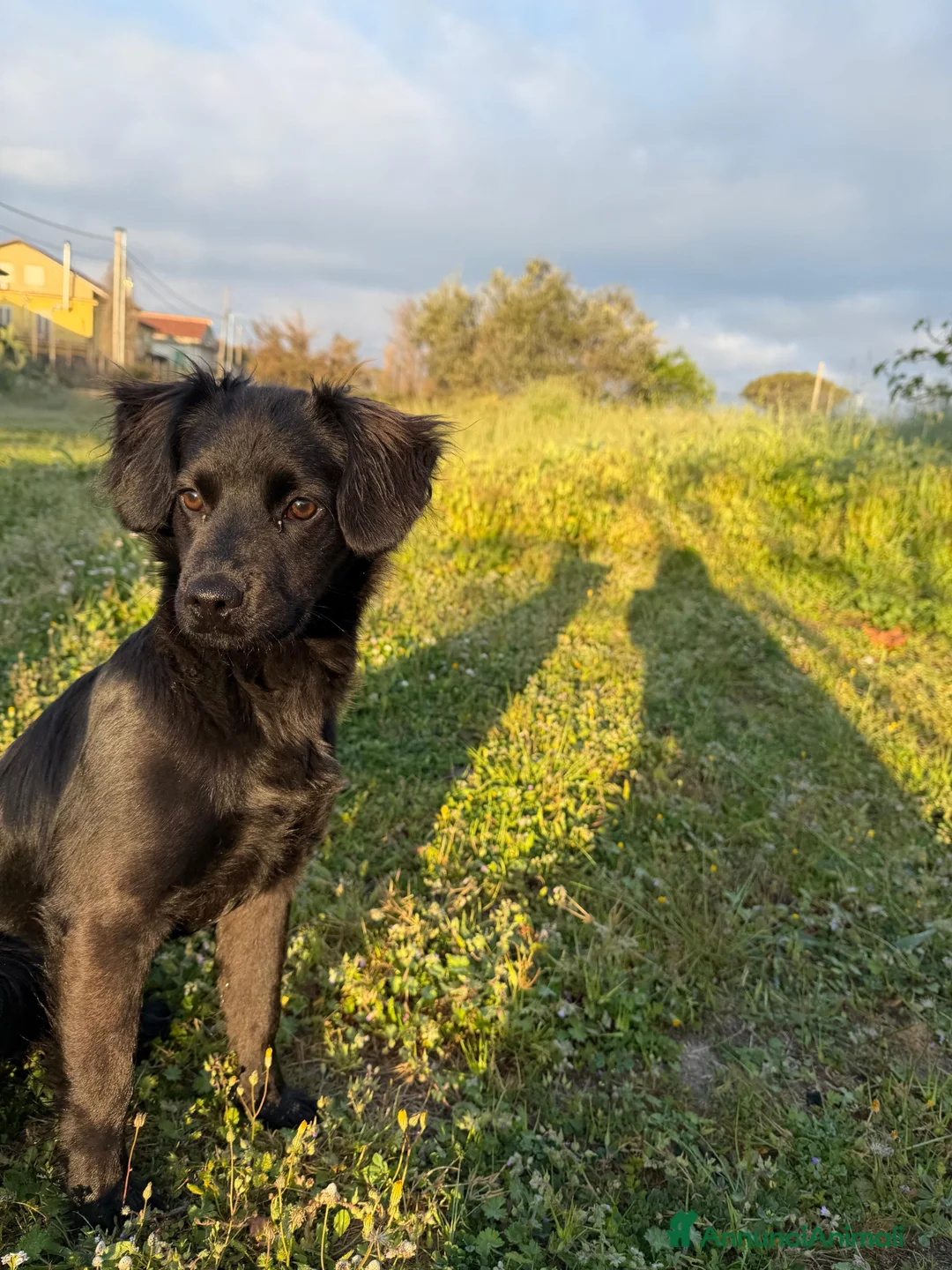 Meticcio cani in regalo: Lila 5 mesi a Provincia di Verona - Annuncio 1