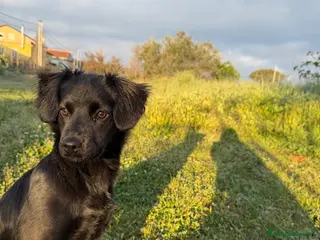 Meticcio cani Lila 5 mesi - Annuncio 1