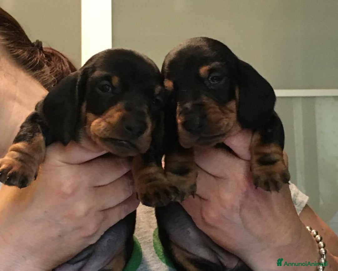 Bassotto cani in vendita: Bassotti Tedeschi Nani a Pelo Corto-Pedigree  - Annuncio 5