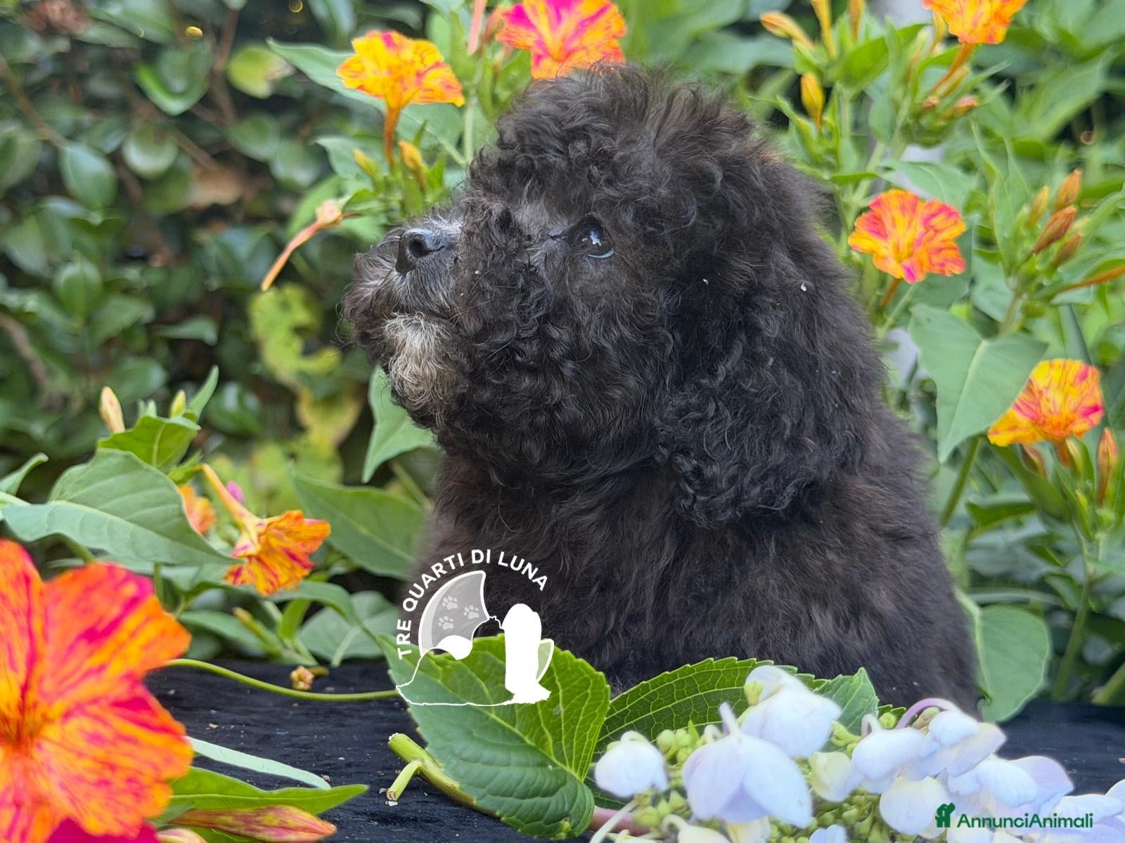 Barboncino Toy cani Splendidi Barboncini Toy – Alta Qualità - Annuncio 4