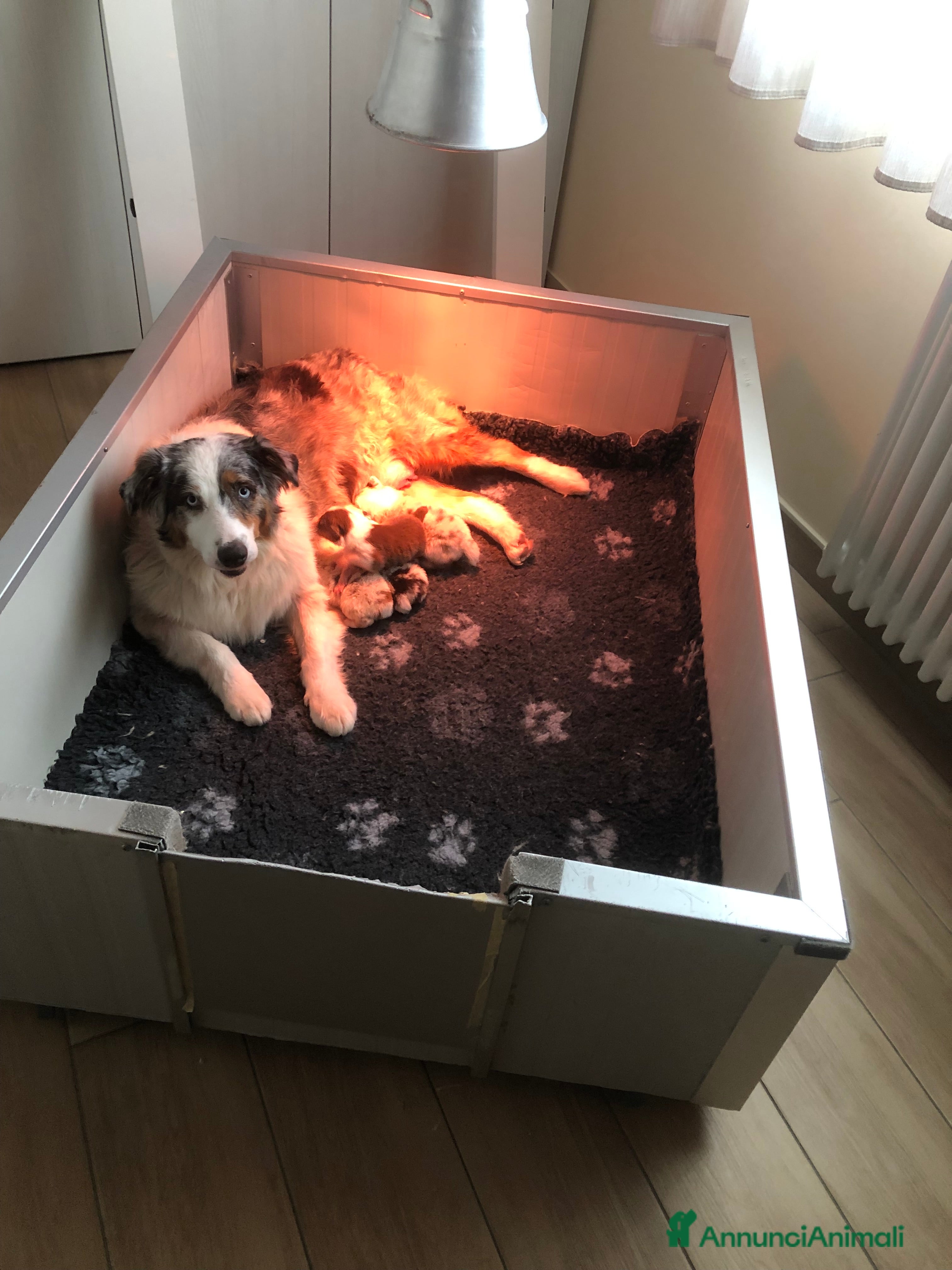 Australian Shepherd cani Pastore australiano con pedigree - Annuncio 1