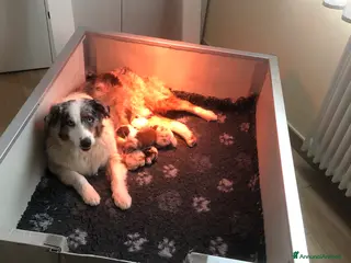 Australian Shepherd cani Pastore australiano con pedigree - Annuncio 22