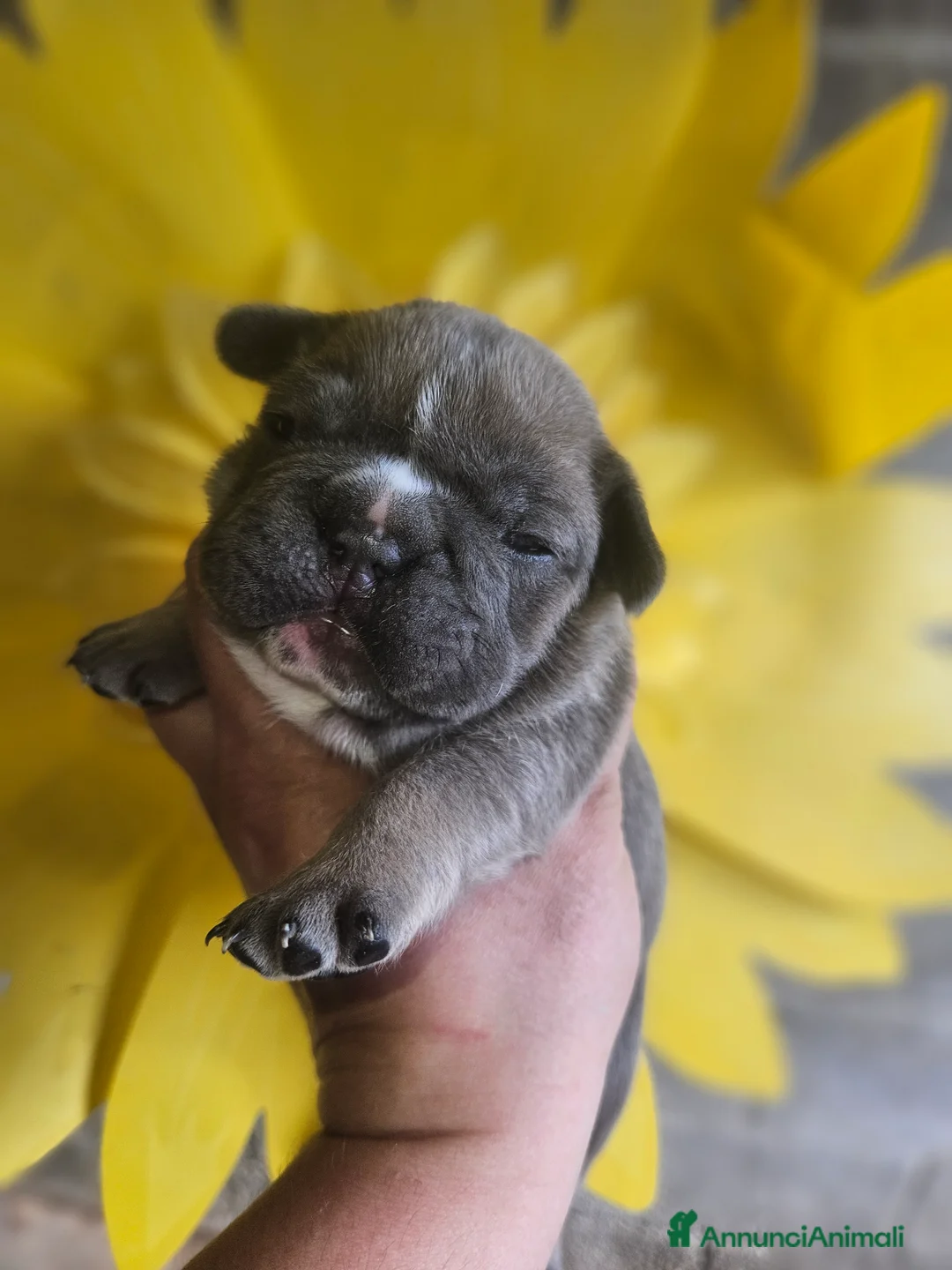 Bulldog Francese cani in vendita: Bulldog francese  - Annuncio 2