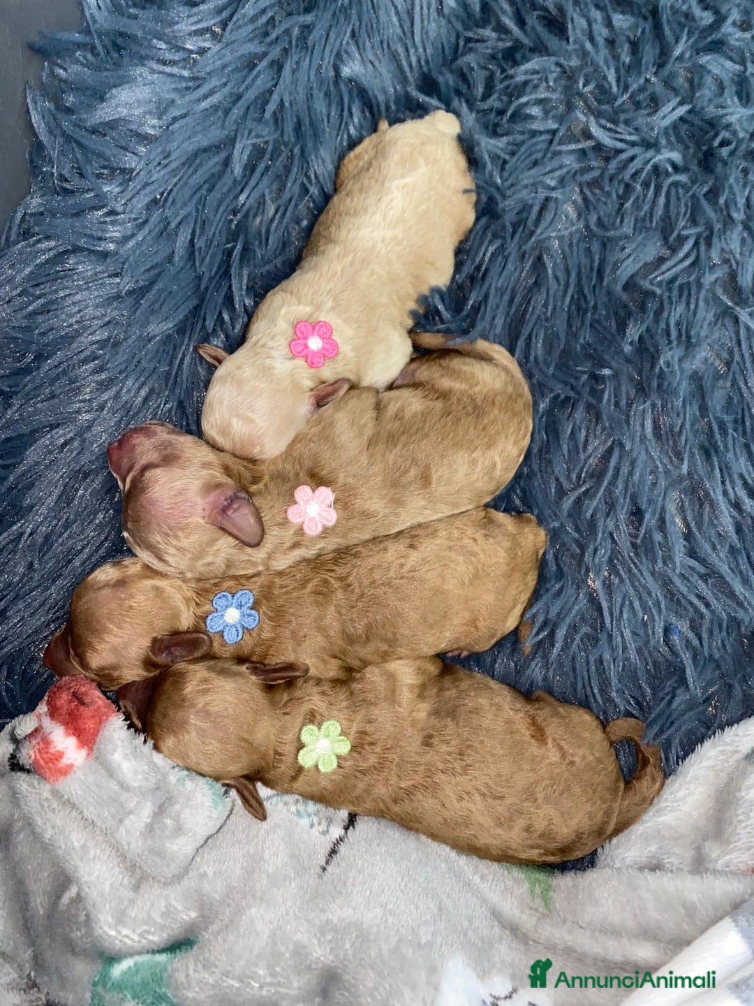 Barboncino Toy cani in vendita: Barbone toy - Annuncio 2