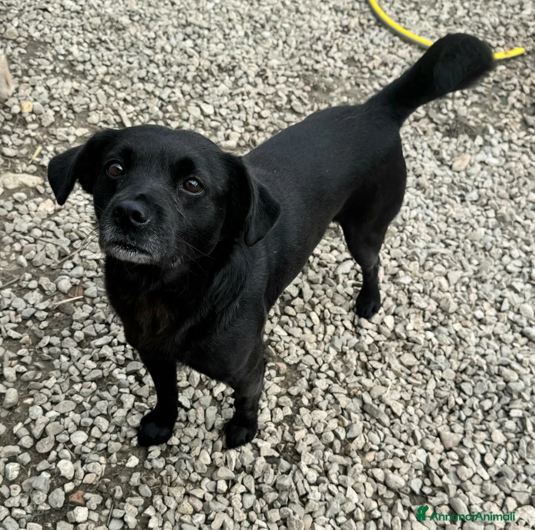 Meticcio cani in regalo: Denver 3 anni Taglia piccola  - Annuncio 1