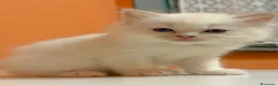 Ragdoll gatti in vendita: Cuccioli di ragdoll - Annuncio 12
