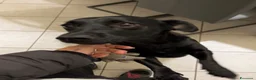 Meticcio cani in regalo: Arya cerca casa a Provincia di Ravenna - Annuncio 2
