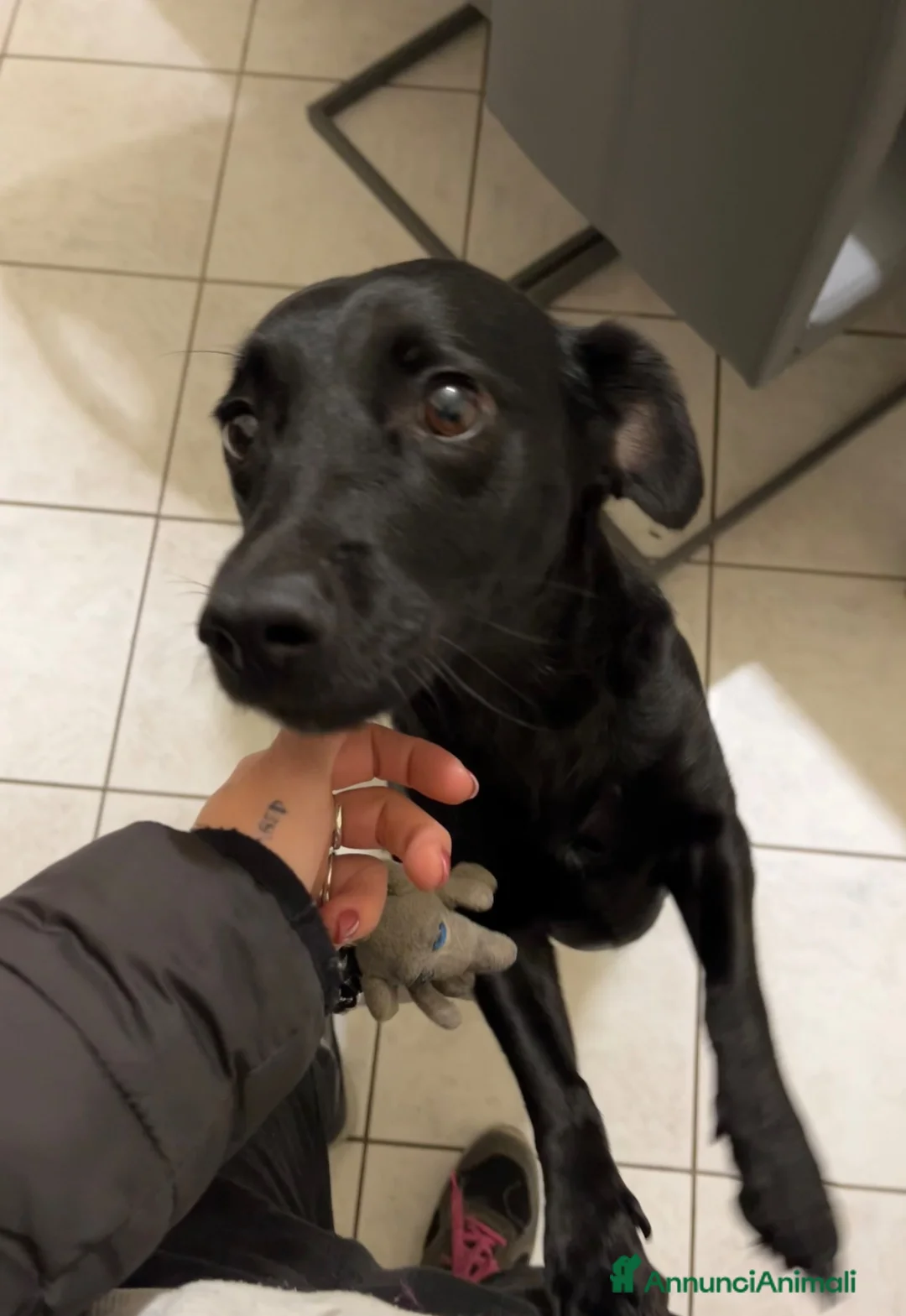 Meticcio cani in regalo: Arya cerca casa a Provincia di Ravenna - Annuncio 2