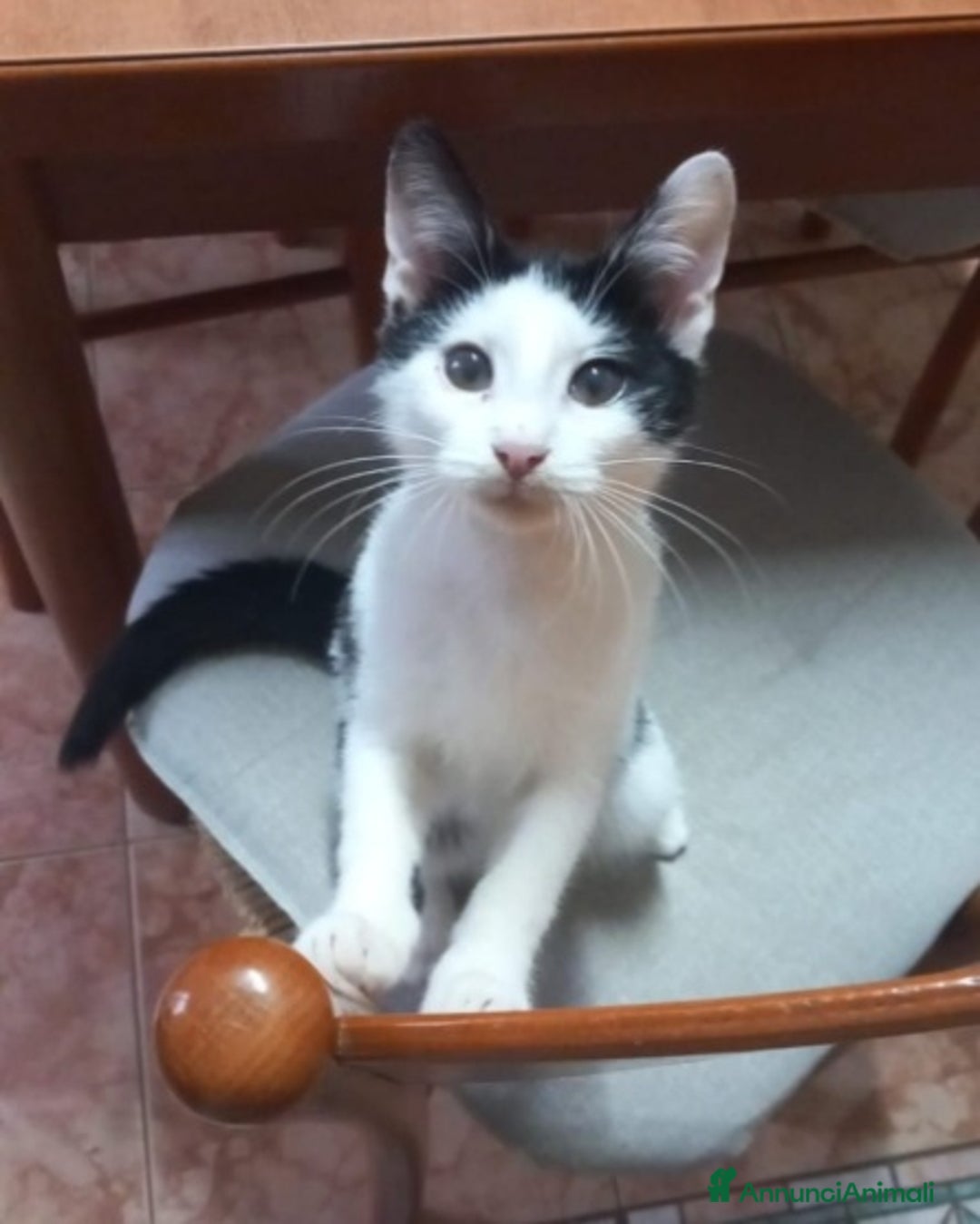Europeo gatti in regalo: Micino bianco/nero 2mesi e 1/2 CALABRIA - Annuncio 1
